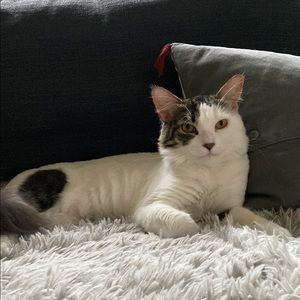 Meet your Posher, Judy rose